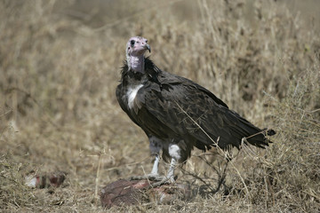 Hooded vulture,  Necrosyrtes monachus