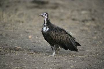 Hooded vulture,  Necrosyrtes monachus