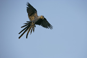 Hyacinth macaw, Anodorhynchus hyacinthinus