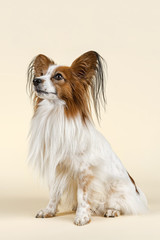 Hunde-Papillon-10524