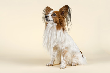 Hunde-Papillon-10524