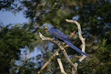 Hyacinth macaw, Anodorhynchus hyacinthinus
