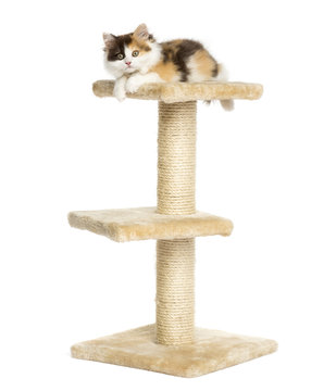 Higland straight kitten on top of a cat tree, isolated on white