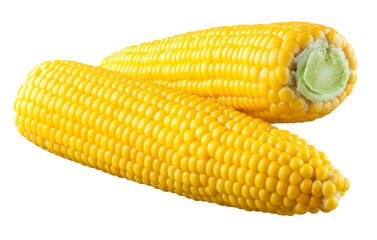 Corn isolated on a white background. With clipping path