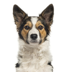 Close-up of a Border Collie, looking at the camera, isolated
