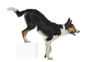 Side view of Border collie, rear legs up on a cube, isolated
