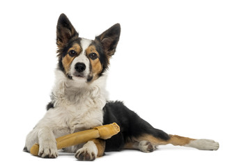 Border collie lying with a bone, isolated on white