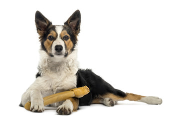Border collie lying with a bone, isolated on white