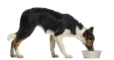 Fototapeta na wymiar Side view of a Border collie eating from its bowl, isolated