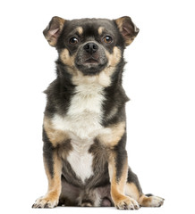 Front view of a Chihuahua sitting, 4 years old, isolated