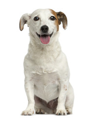 Front view of a Jack Russell Terrier sitting, panting - obrazy, fototapety, plakaty
