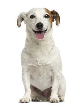 Front view of a Jack Russell Terrier sitting, panting