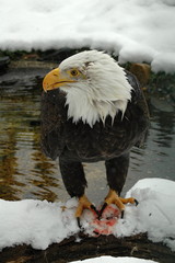 Bald Eagle