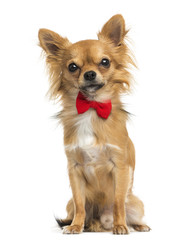 Front view of a Chihuahua wearing a bow tie, sitting, 11 months