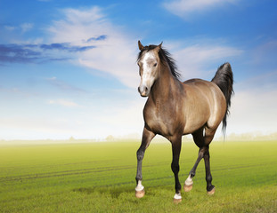 Fototapeta na wymiar Koń biegnie kłusem na polu rano