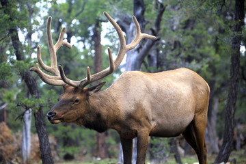 caribou dans la forêt du Grand Canyon