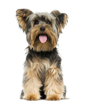 Front view of a Yorkshire Terrier sitting, panting, 9 months old