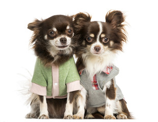 Two dressed-up Chihuahuas sitting next together, isolated