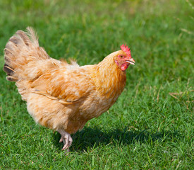 Orange chicken hen walking on a green and grassy field