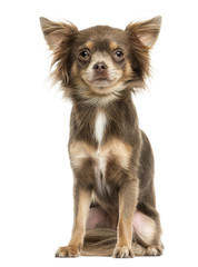 Front view of a Chihuahua sitting, 2 years old, isolated