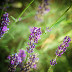 Lavender flowers