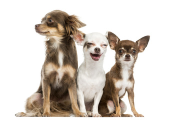 Group of Chihuahuas sitting, 2 years old, isolated on white