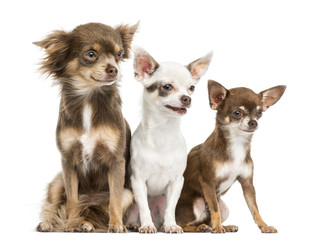Group of Chihuahuas sitting, 2 years old, isolated on white
