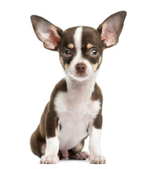 Front view of a Chihuahua, sitting, 4 months old, isolated
