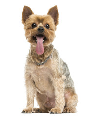 Front view of a Yorkshire Terrier panting, sitting, 10 years old