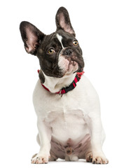 Front view of a French Bulldog sitting, looking up, 7 months old