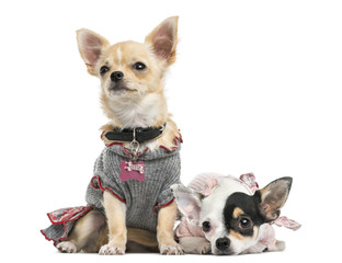 Dressed-up Chihuahuas sitting and lying next to each other
