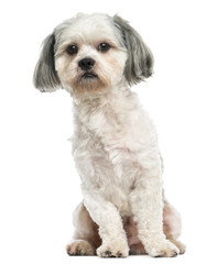 Shih Tzu sitting, 3 years old, isolated on white