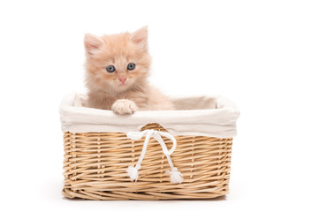 Fototapeta na wymiar British kitten in basket