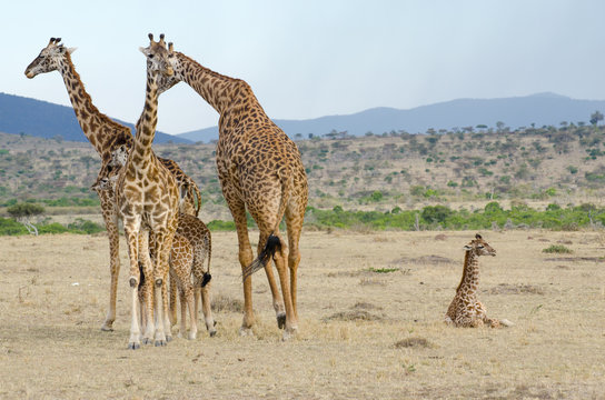 Fototapeta group of wild giraffe on the kenyan grasslands
