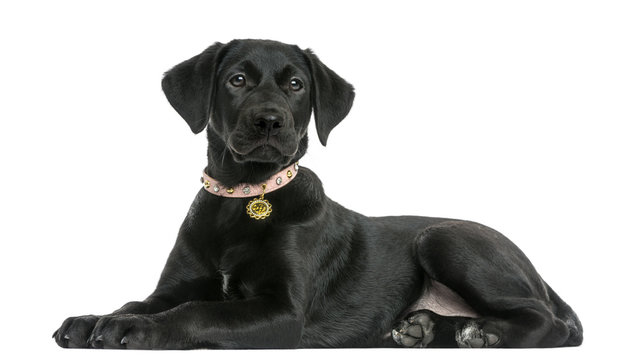 Side view of a Labrador retriever puppy, 5 months old, isolated