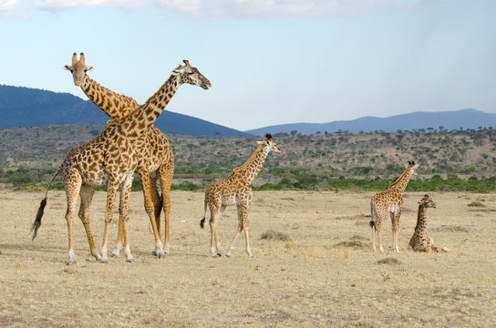 Fototapeta giraffe family in kenya