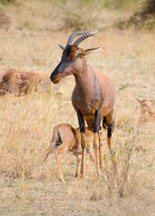 Naklejka na ściany i meble female gazelle feeding it's young in africa