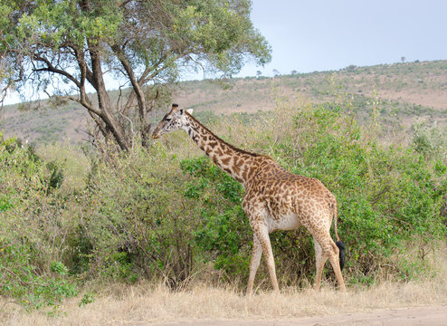 Fototapeta lone giraffe walking on the african grasslands