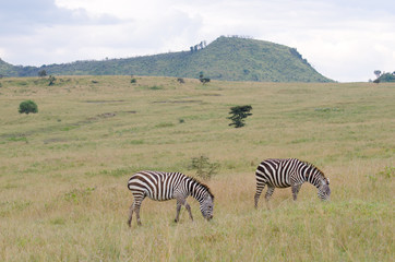 Fototapeta na wymiar pair of zebra on the grasslands of africa