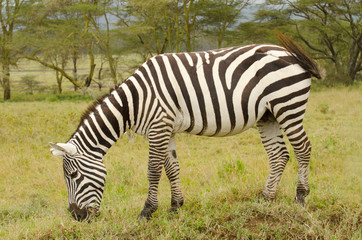 Fototapeta na wymiar wild zebra on the grasslands on kenya
