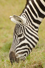Fototapeta na wymiar wild african zebra eating grass