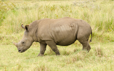 Fototapeta premium Large rhinoceros on grasslands of Kenya