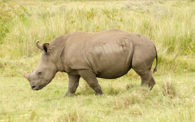 Foto op Plexiglas Large rhinoceros on grasslands of Kenya © lloyd fudge