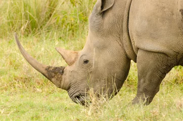Foto op Plexiglas large rhinoceros profile on green background © lloyd fudge