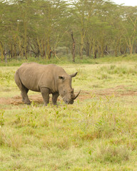 Obraz premium rhinoceros walking arounf the grasslands of kenya