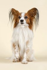 Hunde-Papillon-10545