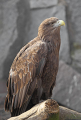 White-tailed Eagle.