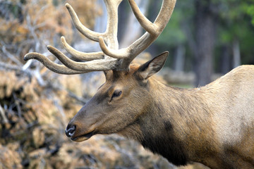 caribou dans la forêt du Grand Canyon