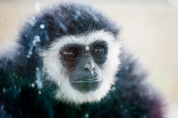 Portrait de gibbon à mains blanches