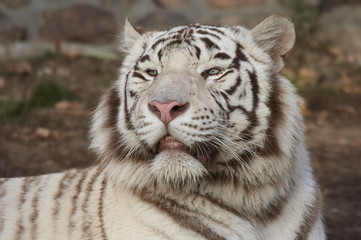 White tiger.